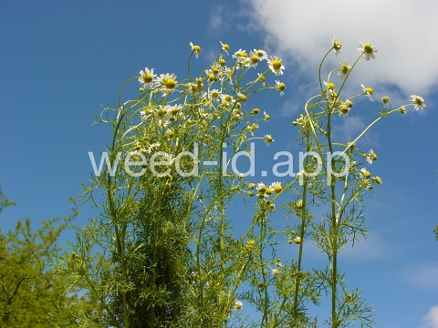 chamomile, wild